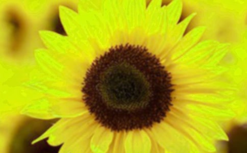 向日葵的自述作文