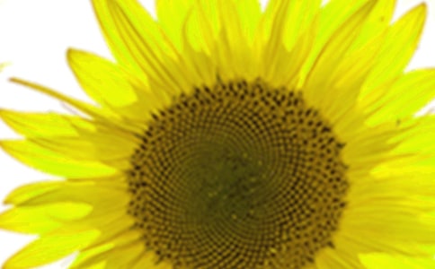 【實用】關于向日葵的作文