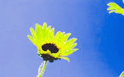 (通用)向日葵作文