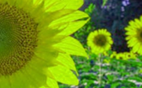 大班美術教案向日葵15篇