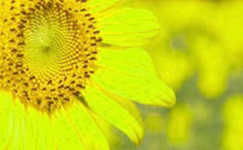 大班美術(shù)教案:向日葵