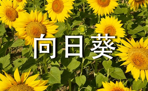 五年級下冊美術(shù)向日葵教案范文