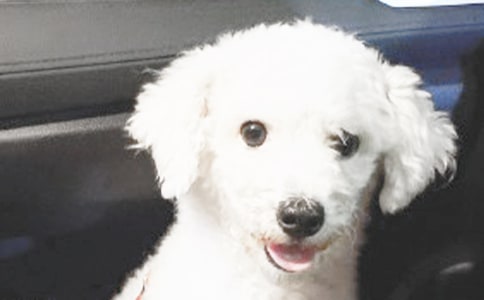 ��ϲ�g��С������