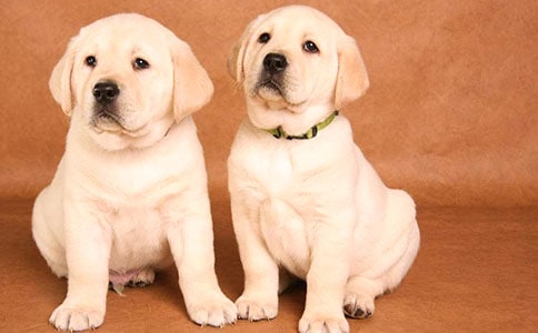 �����ҵ�С������