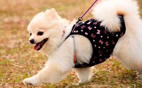 �ɐ�(��i)��С�����ă�(y��u)�x(15ƪ)