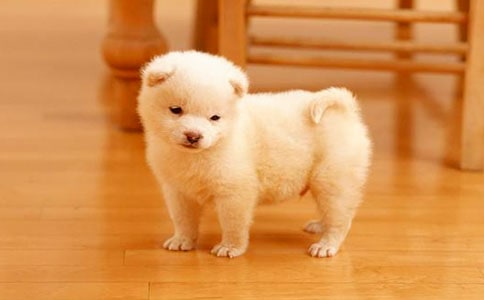 小狗狗的新工作作文600字