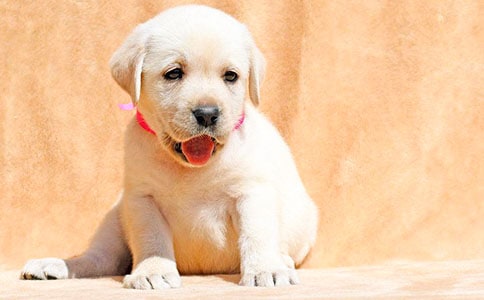 �����T����С��������