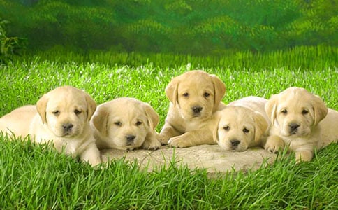 關(guān)于那些可憐的小狗作文(通用36篇)