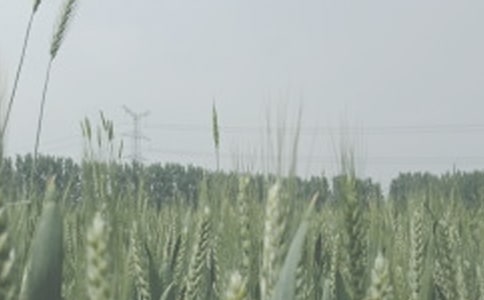 幼兒大班社會教案《小麥豐收啦》