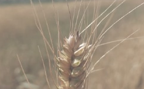 《小麥豐收啦》大班社會教案