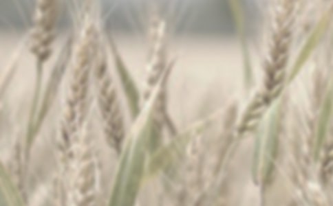 毛細(xì)管柱氣相色譜法測定小麥粉中過氧化苯甲酰