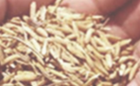 大班科學(xué)活動(dòng)教案《認(rèn)識(shí)小麥》