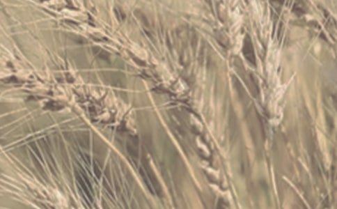 描寫(xiě)秋天小麥豐收的簡(jiǎn)短句子(精選170句)