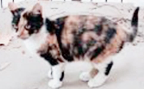 可愛的小貓咪作文