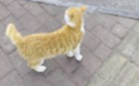 大班美術(shù)小貓的故事教案