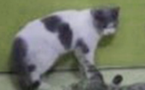 ��ϲ�gС؈��