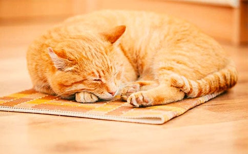 ���cС؈����