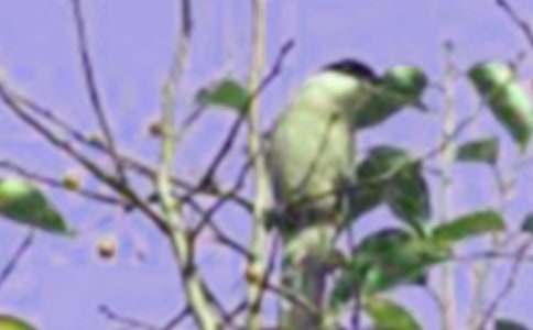 【推薦】小鳥作文7篇