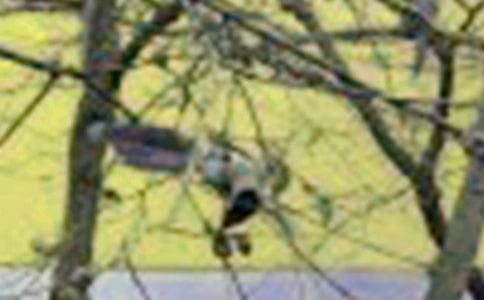 寫小鳥的作文(精選33篇)