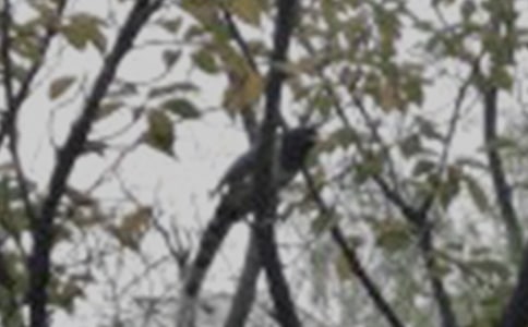 【精選】我家的小鳥的作文三篇