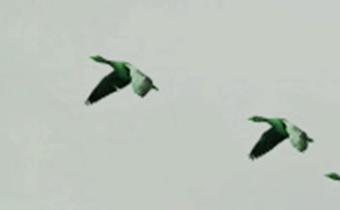 我們觀察樹枝-樹枝放在小鳥的頭頂作文500字