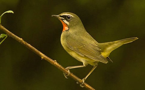 ����һֻСС�B����