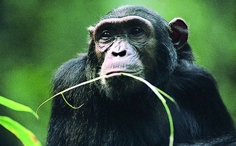 ���c�����ɵĻ�����?