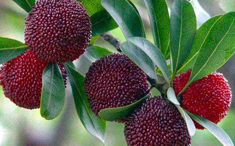 ����(y��u)�x��ժ��÷����15ƪ