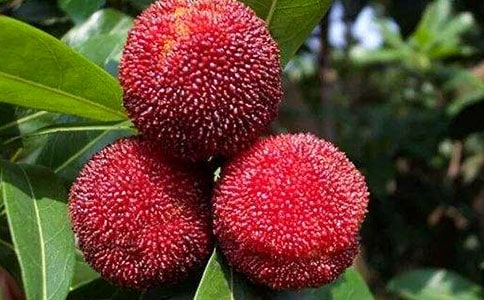 �P(gu��n)��ժ��÷������