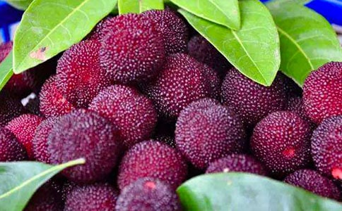 我愛家鄉(xiāng)的楊梅作文300字(精選54篇)