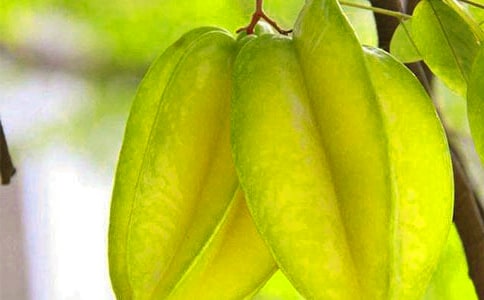 《畫楊桃》的教案