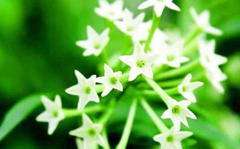 關(guān)于夜來(lái)香的作文