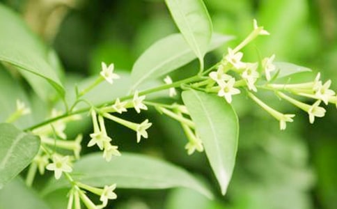 ҹ�����������