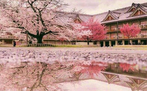 關(guān)于賞櫻花作文