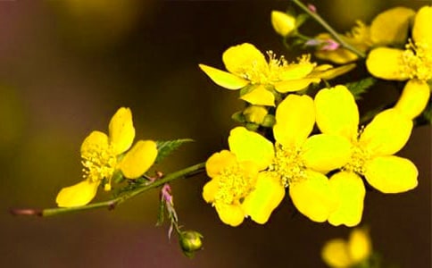 迎春花的作文(精選26篇)