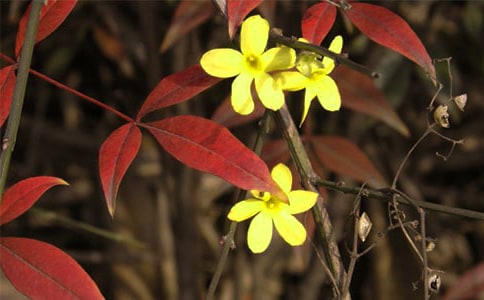 關于迎春花的作文15篇(優(yōu)秀)