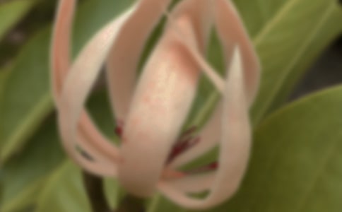 玉蘭花開的優(yōu)美散文