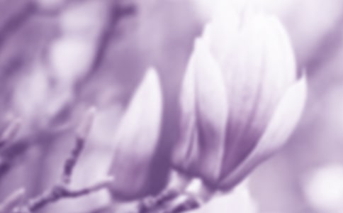 關(guān)于玉蘭花四年級(jí)作文集合6篇