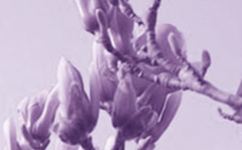 【精選】玉蘭花四年級(jí)作文四篇