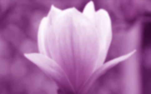 關(guān)于玉蘭花的優(yōu)秀作文(通用50篇)