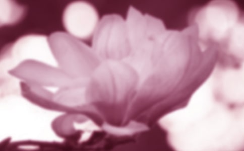 玉蘭花開優(yōu)美散文(通用15篇)