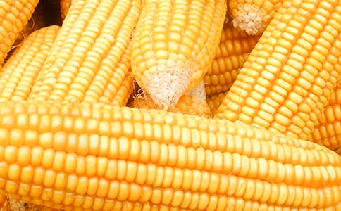 玉米棒脫粒的敘事作文