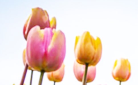 黑色郁金香代表什么黑色郁金香花語