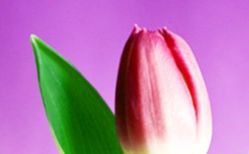 (優(yōu))關(guān)于郁金香作文2篇