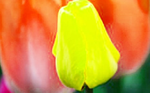 描寫郁金香的句子