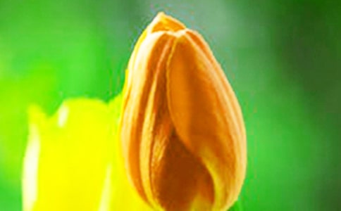 郁金香的春天作文