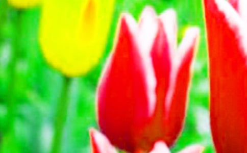 觀察郁金香日記(通用10篇)