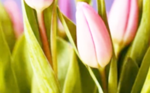 ��������B(y��ng)ֳ����_������Nֲע�����(xi��ng)