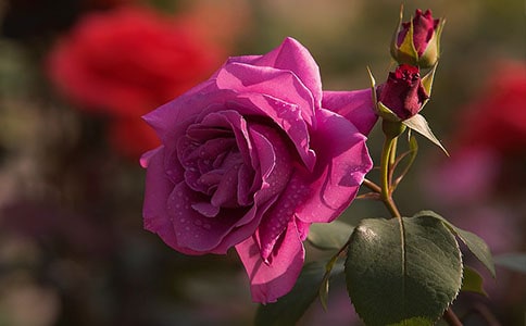 月季學(xué)生作文