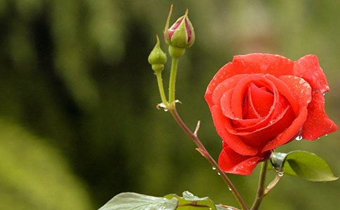 關(guān)于月季的作文